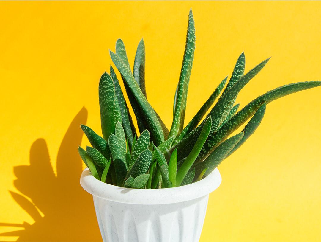Aloe vera plant in white pot against yellow background Desktop