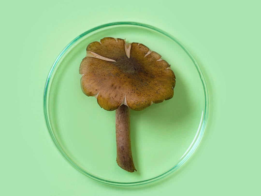 A photo of a mushroom on a petri dish and green background
