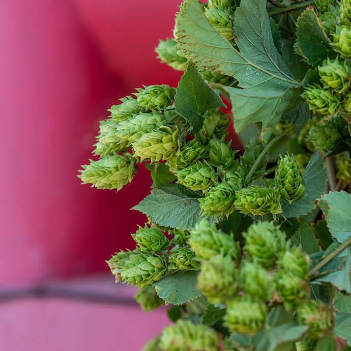 hops-benefits-for-skin-mobile