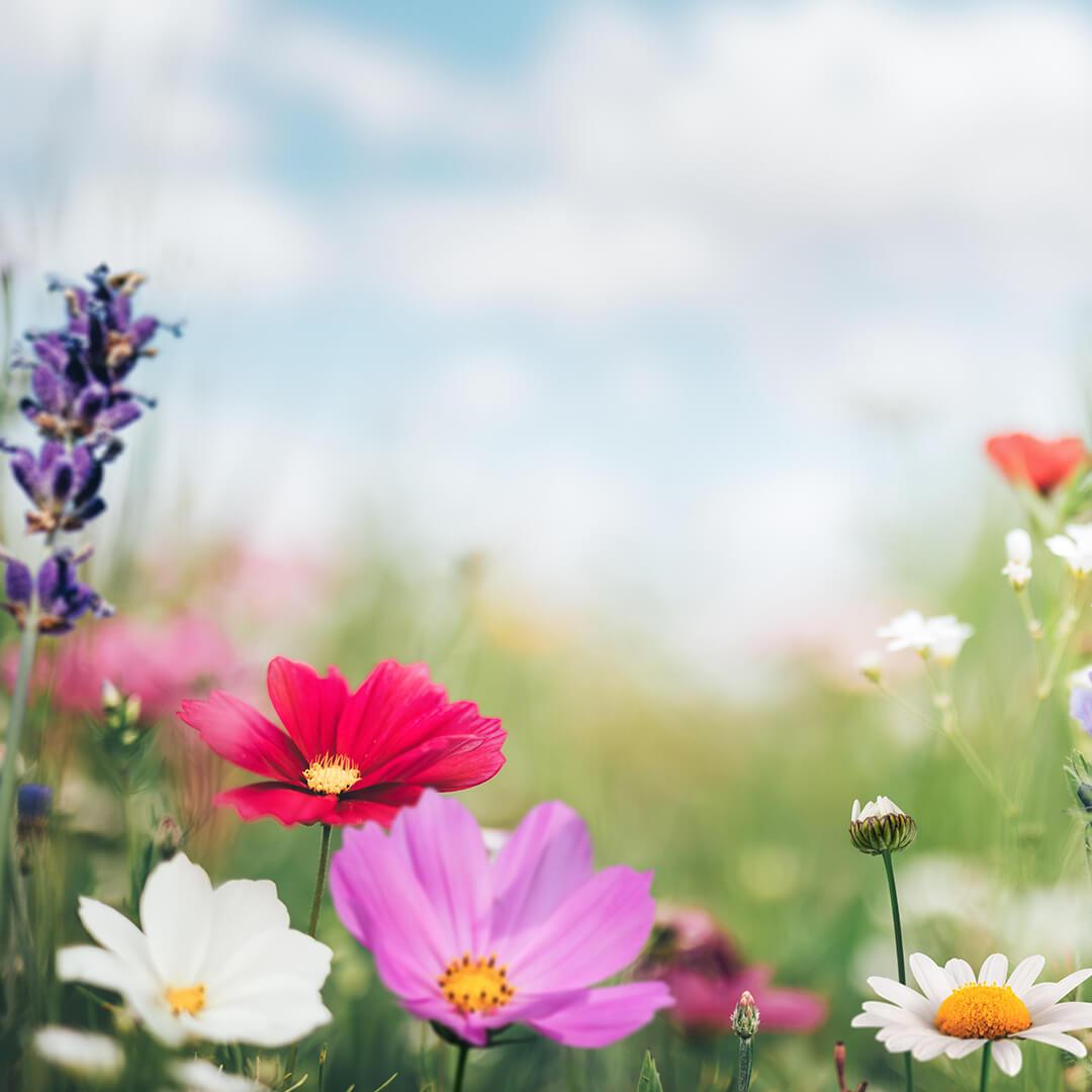 A photo of colorful flowers overlooking the meadow Desktop