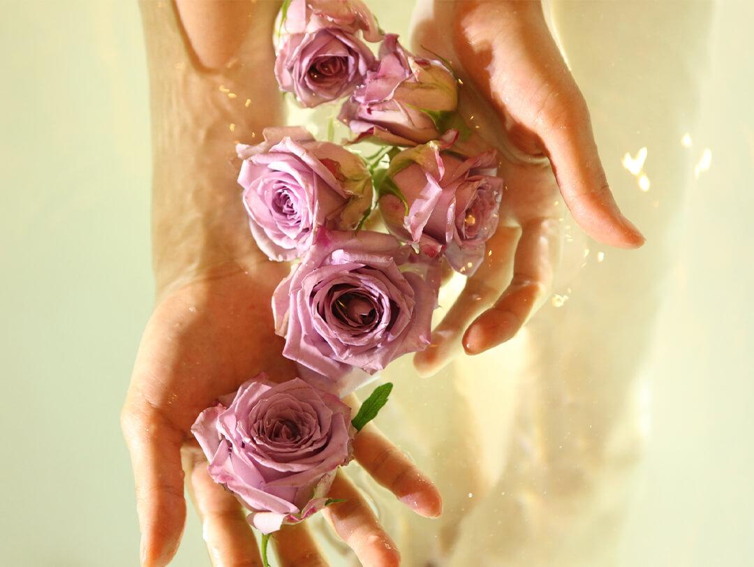 Close-up of female hands holding pink rose flowers in water Desktop
