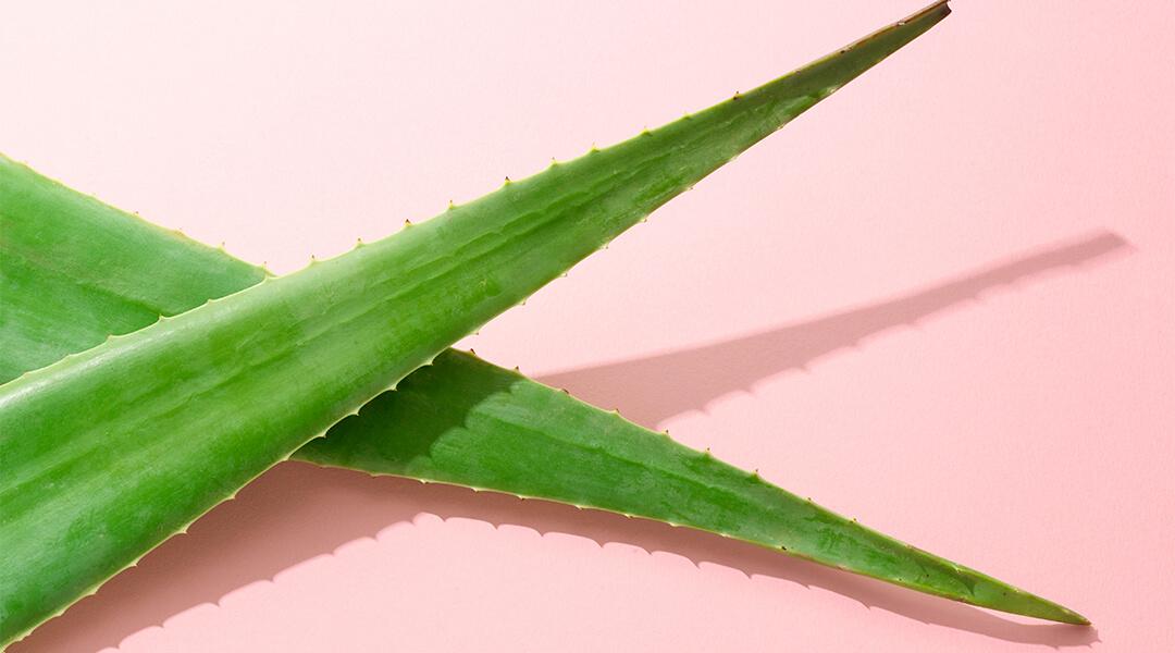 An image of aloe vera leaves against a pink background. Desktop